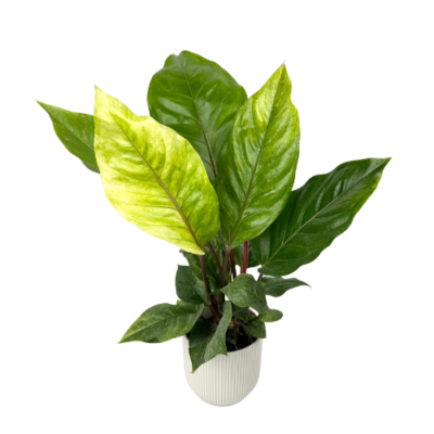 Anthurium Renaissance Variegated