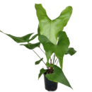 anthurium watermaliense