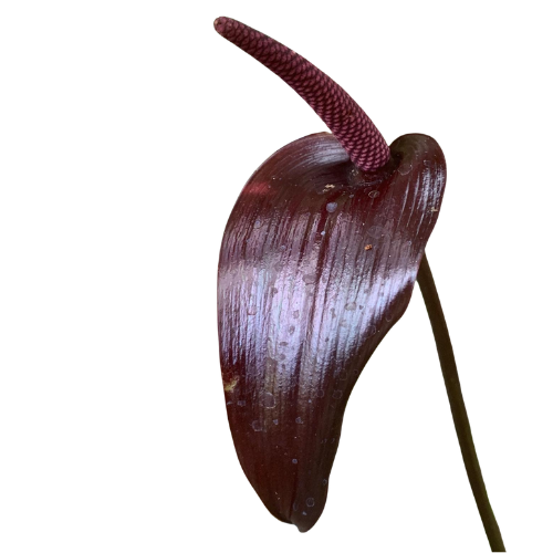Anthurium Watermaliense – Black Flowering Plant - Image 3