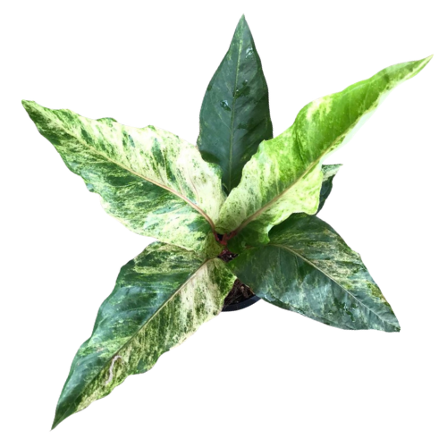 Anthurium Renaissance Variegated