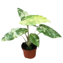 Alocasia Odora Batik – Variegated