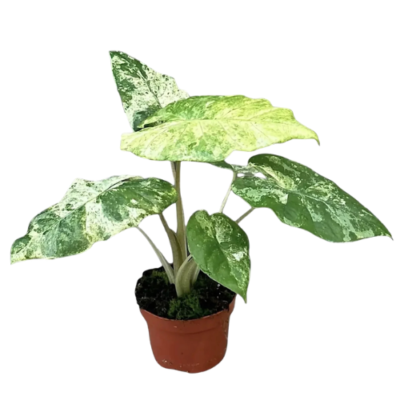Alocasia Odora Batik – Variegated