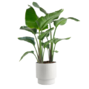 White Bird of Paradise – Strelitzia Nicolai