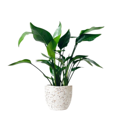 White Bird of Paradise – Strelitzia Nicolai