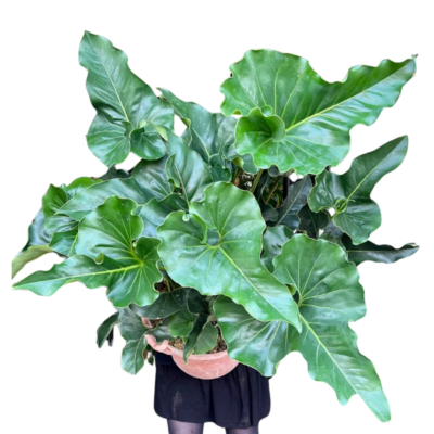 Anthurium Brownii (Araceae)