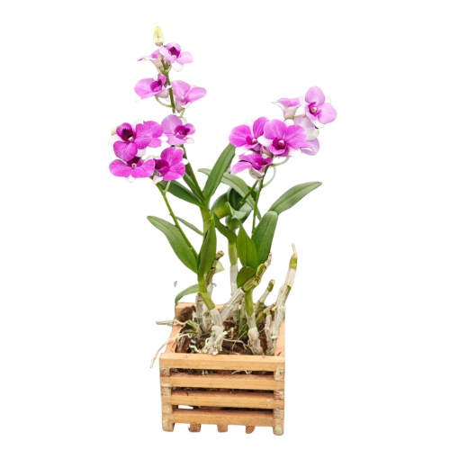Dendrobium Orchid Plant