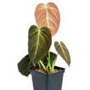 Philodendron Melanochrysum