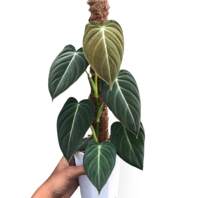 Philodendron Melanochrysum