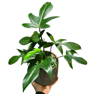 Philodendron Pedatum