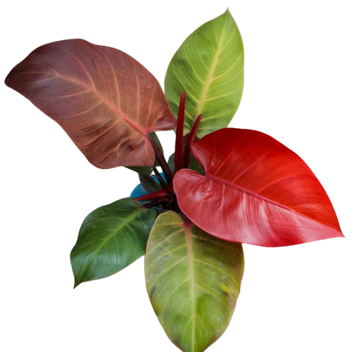 Philodendron McColley’s Finale - Image 2