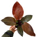 Philodendron McColley’s Finale