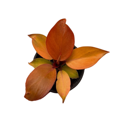 Philodendron McColley’s Finale - Image 3