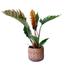 Philodendron Caramel Pluto – Rare Foliage