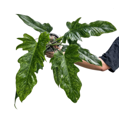 Philodendron Minarum – Rare Tropical Plant