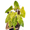 Philodendron ‘Painted Lady’