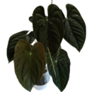 Anthurium Papillilaminum – Rare Velvet Leaf Plant