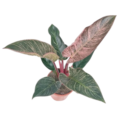 Philodendron Birkin Pink Rare Variegated Foliage