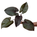 Philodendron ‘Royal Queen’