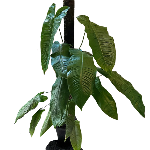 Philodendron Sharoniae – Rare Long Leaf Plant