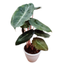 Alocasia Pink Dragon