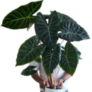 Alocasia Pink Dragon