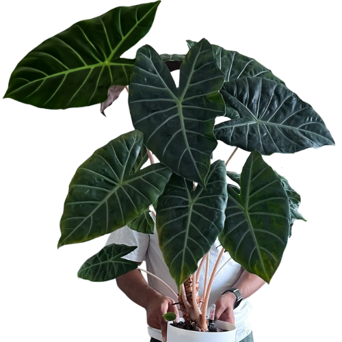 Alocasia Pink Dragon