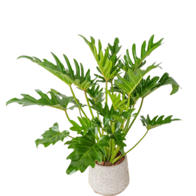 Philodendron Showboat – Rare Collector Aroid