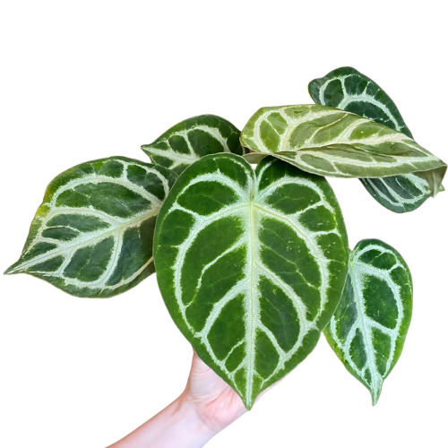 Anthurium Silver Blush – Rare Aroid - Image 3