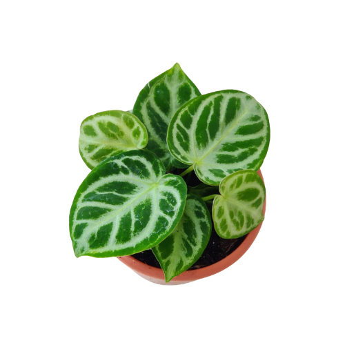 Anthurium Silver Blush – Rare Aroid - Image 2