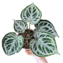 Anthurium Silver Blush – Rare Aroid