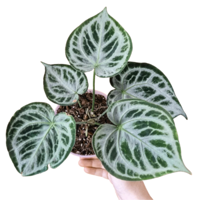 Anthurium Silver Blush – Rare Aroid