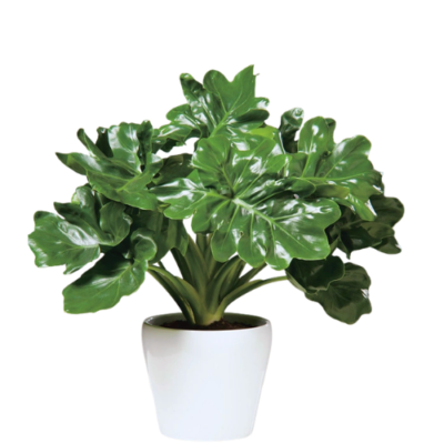 Philodendron Bipinnatifidum Super Atom