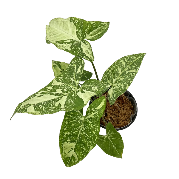 Syngonium Panda Galaxy – Rare Collector Plant - Image 2