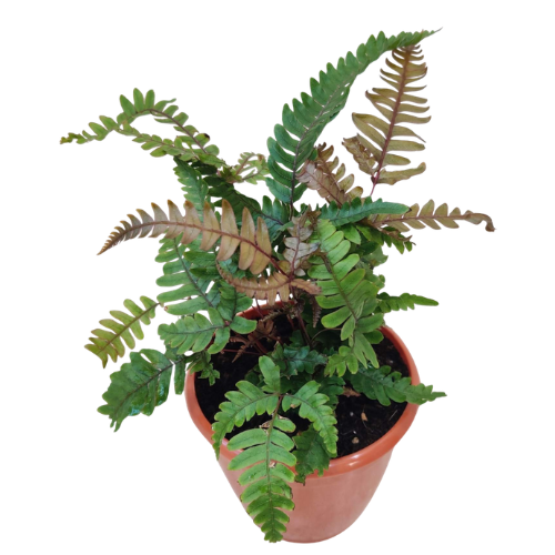 Pteris quadriaurita ‘Tricolor’ – Tricolor Fern