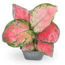 Aglaonema Beauty