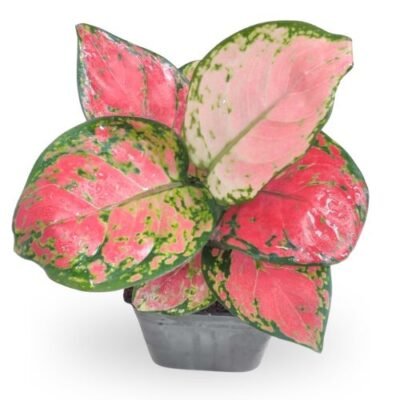 Aglaonema Beauty
