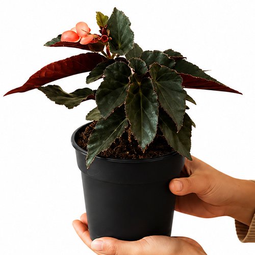 Angel Wing Begonia - Pink