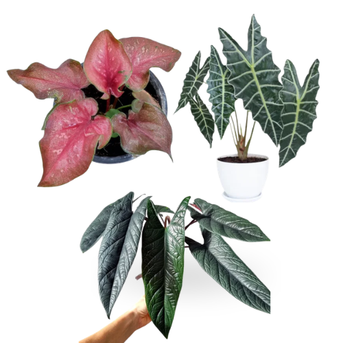 Exotic Alocasia & Caladium Combo-Alocasia Scalprum, Alocasia Amazonica & Caladium ‘Red Flash’ Hybrid  Sapling Netpot