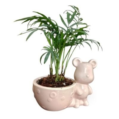 Parlour Palm in Decorative Pot- Cute Gift Plant