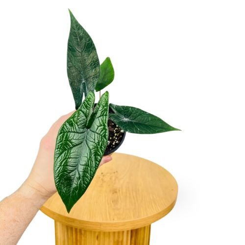 Exotic Alocasia & Caladium Combo-Alocasia Scalprum, Alocasia Amazonica & Caladium ‘Red Flash’ Hybrid Sapling Netpot - Image 2