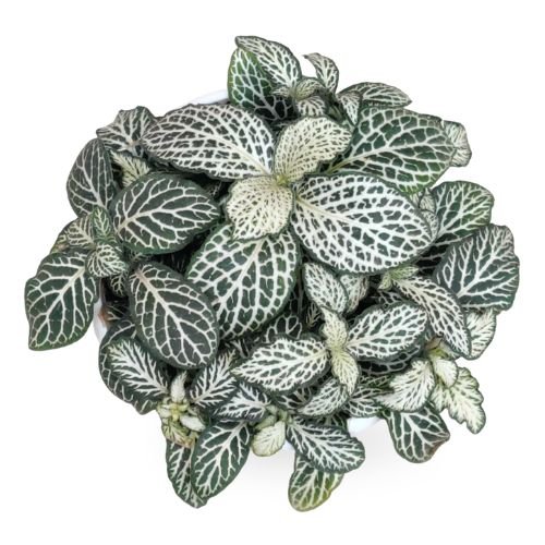 Silvery White Veining Fittonia Plant