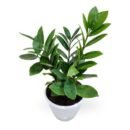 ZZ Plant (Zamioculcas Zamiifolia) – Low Maintenance Indoor Plant for Home & Office