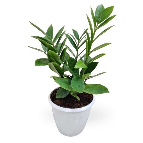 ZZ Plant (Zamioculcas Zamiifolia) – Low Maintenance Indoor Plant for Home & Office - Image 2
