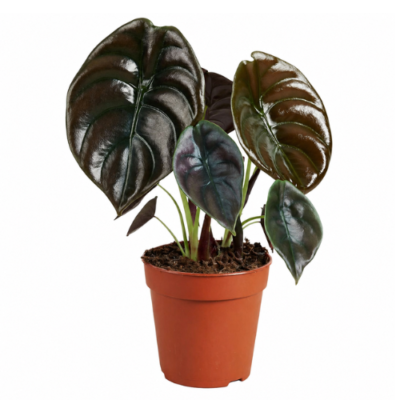 Alocasia Cuprea ‘Red Secret’