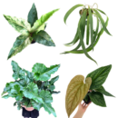 4 Rare Anthurium Combo ( Small) – Renaissance Variegated, Luxurians × Radicans, Brownii & Vittarifolium