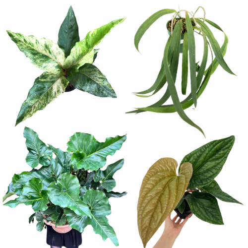4 Rare Anthurium Combo ( Small) – Renaissance Variegated, Luxurians × Radicans, Brownii & Vittarifolium