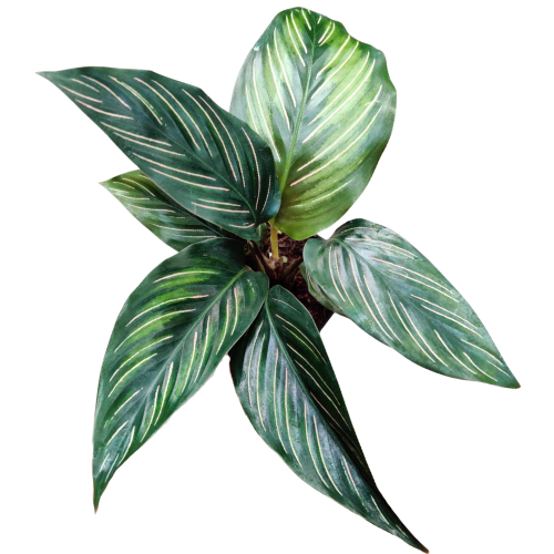 Calathea Beauty Star
