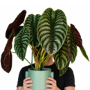 Alocasia Cuprea ‘Red Secret’