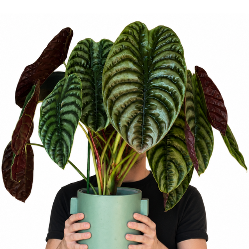 Alocasia Cuprea ‘Red Secret’