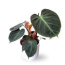 Philodendron El Choco Red